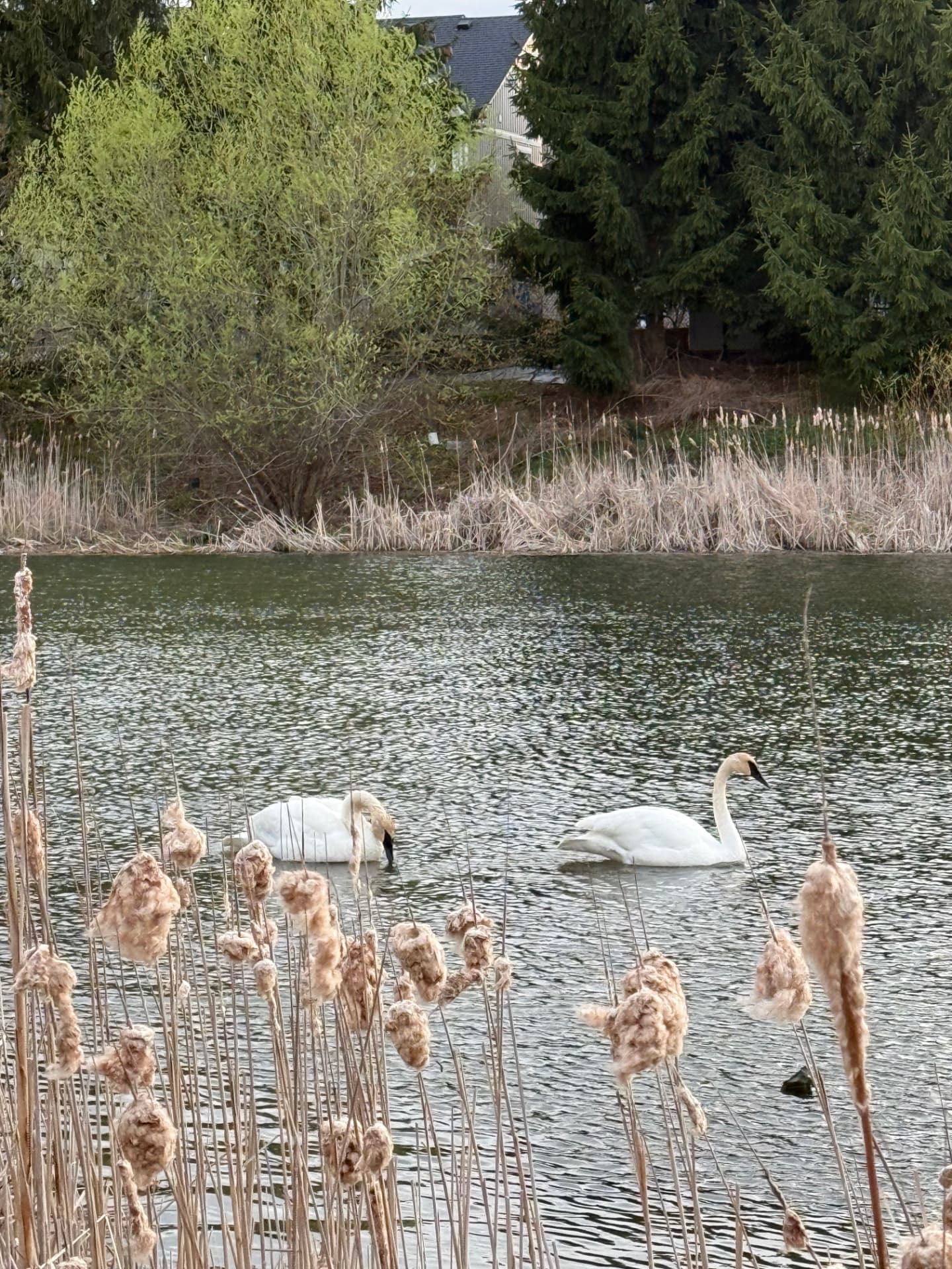 Two swans on a still pond framed by tall reeds